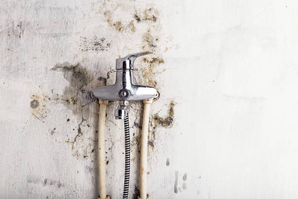 Best Mold Cleaning Services  in Gautier, MS