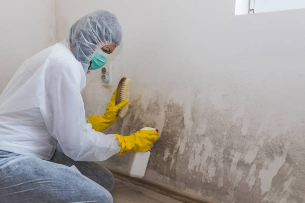 Best Mold Removal Process  in Gautier, MS