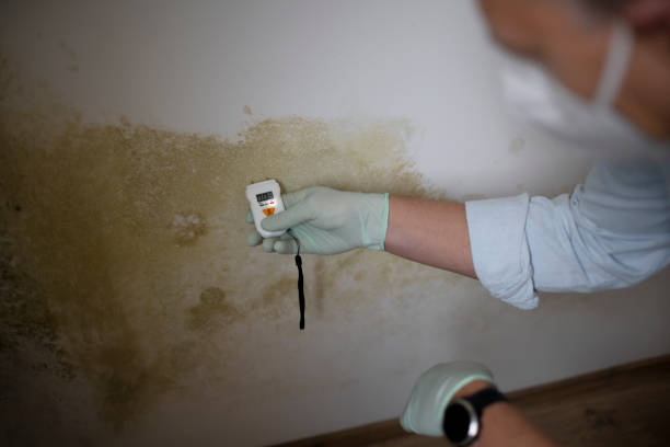Mold Removal Process in Gautier, MS
