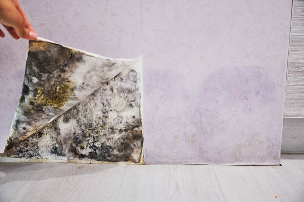 Best Attic Mold Removal  in Gautier, MS